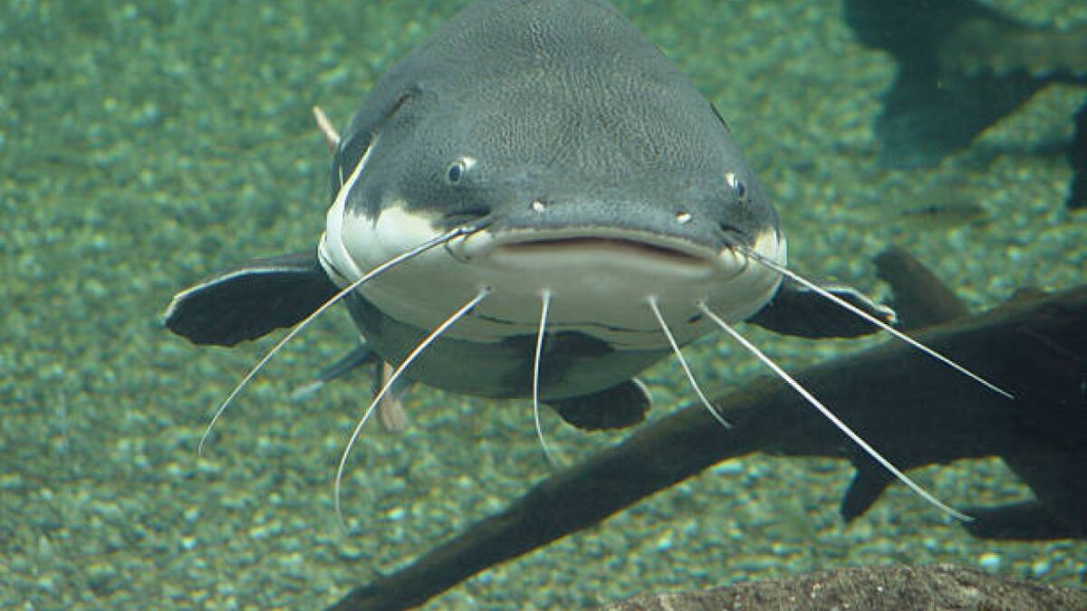 Plotosus lineatus. Foto: Unsplash.