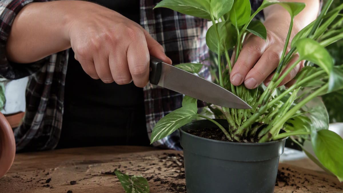 Palabra sagrada de la abuela: “Esto es muy profundo, hay plantas que no podemos cortarlas con metal porque se desactivan”