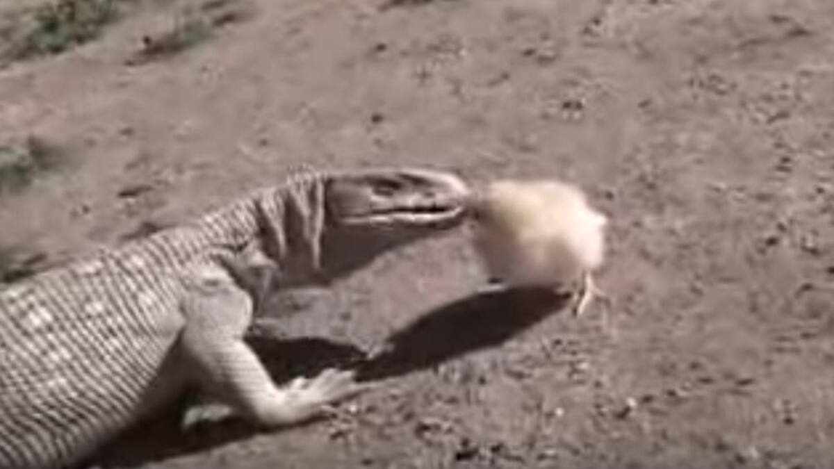 Pollito valiente enfrenta a un lagarto feroz