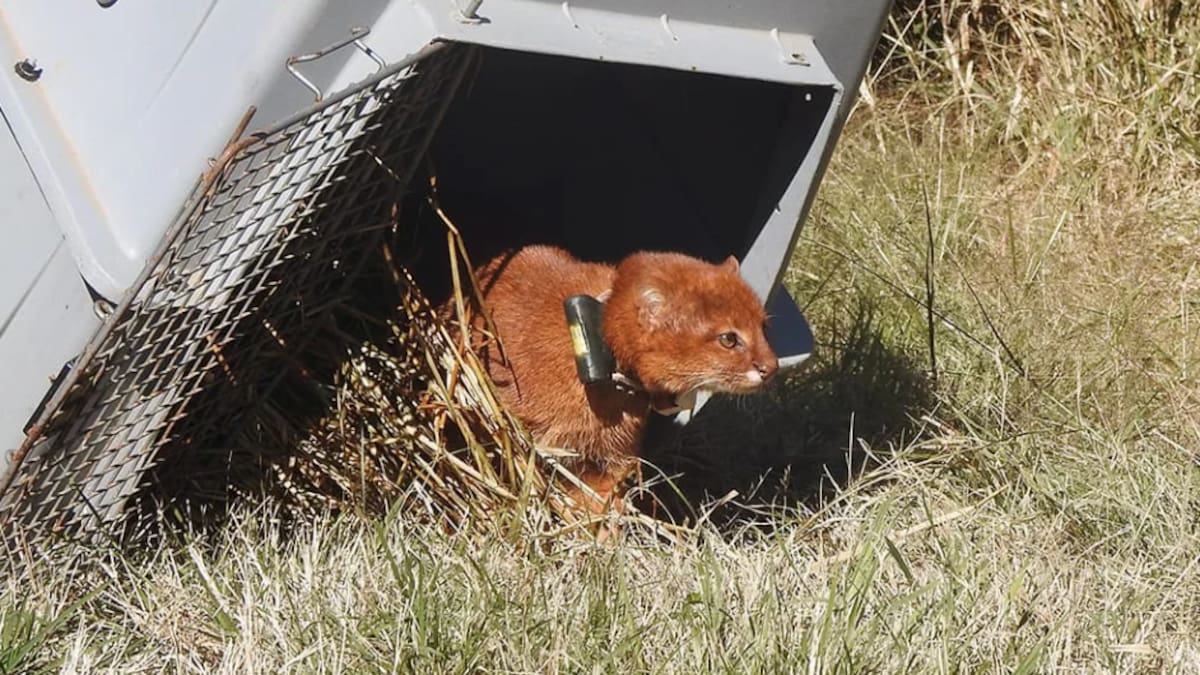 Hito para la conservación en Argentina: por primera vez, liberan a un yaguarundí que será monitoreado por satélite en su hábitat natural