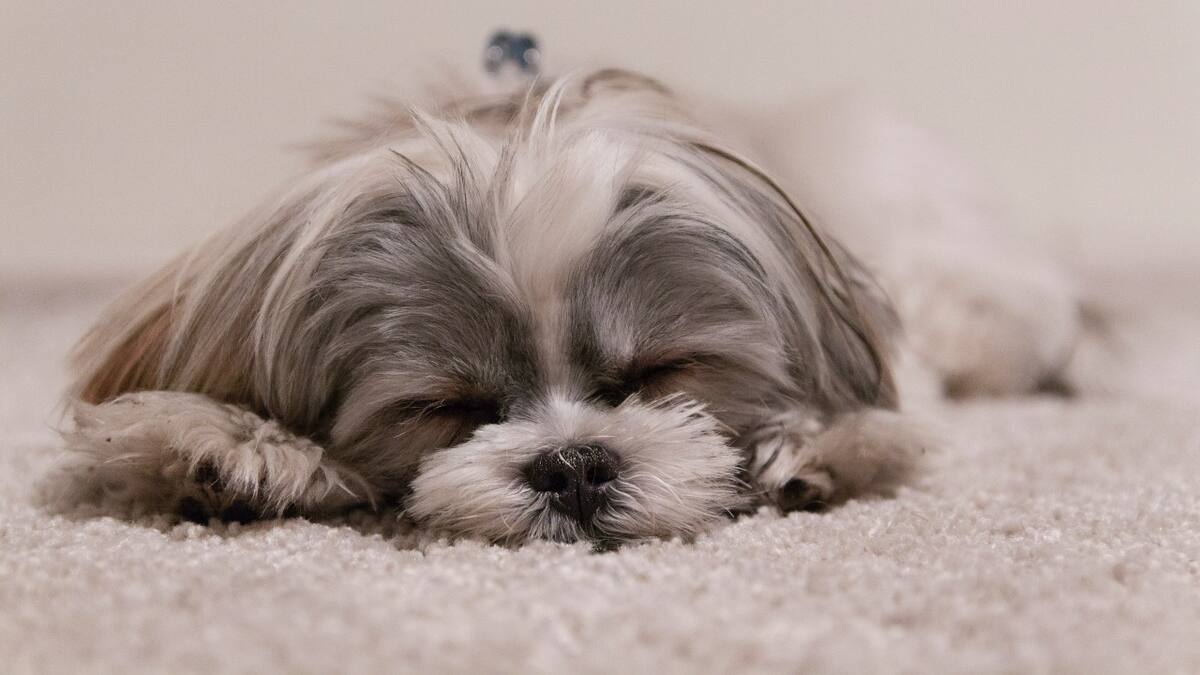 Por qué no se debe despertar a los perros de sus pesadillas. Foto: Unsplash.