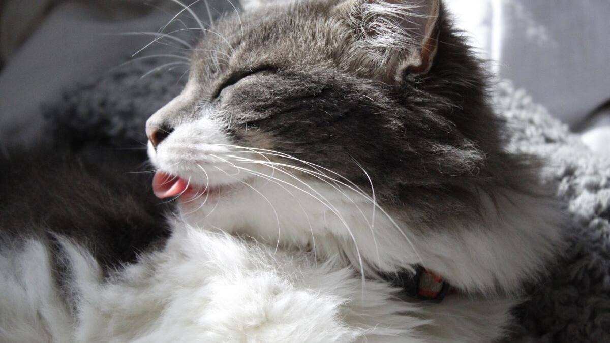 Porqué los gatos sacan la lengua