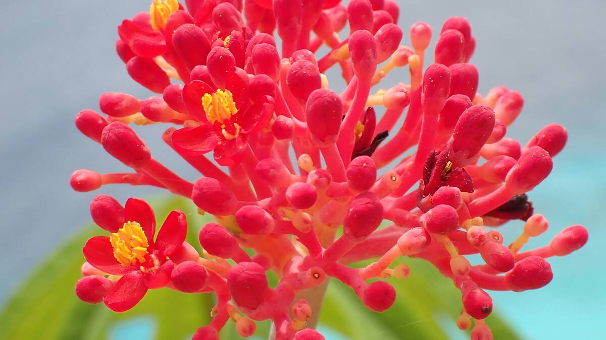 La planta que llena los balcones de color en verano.