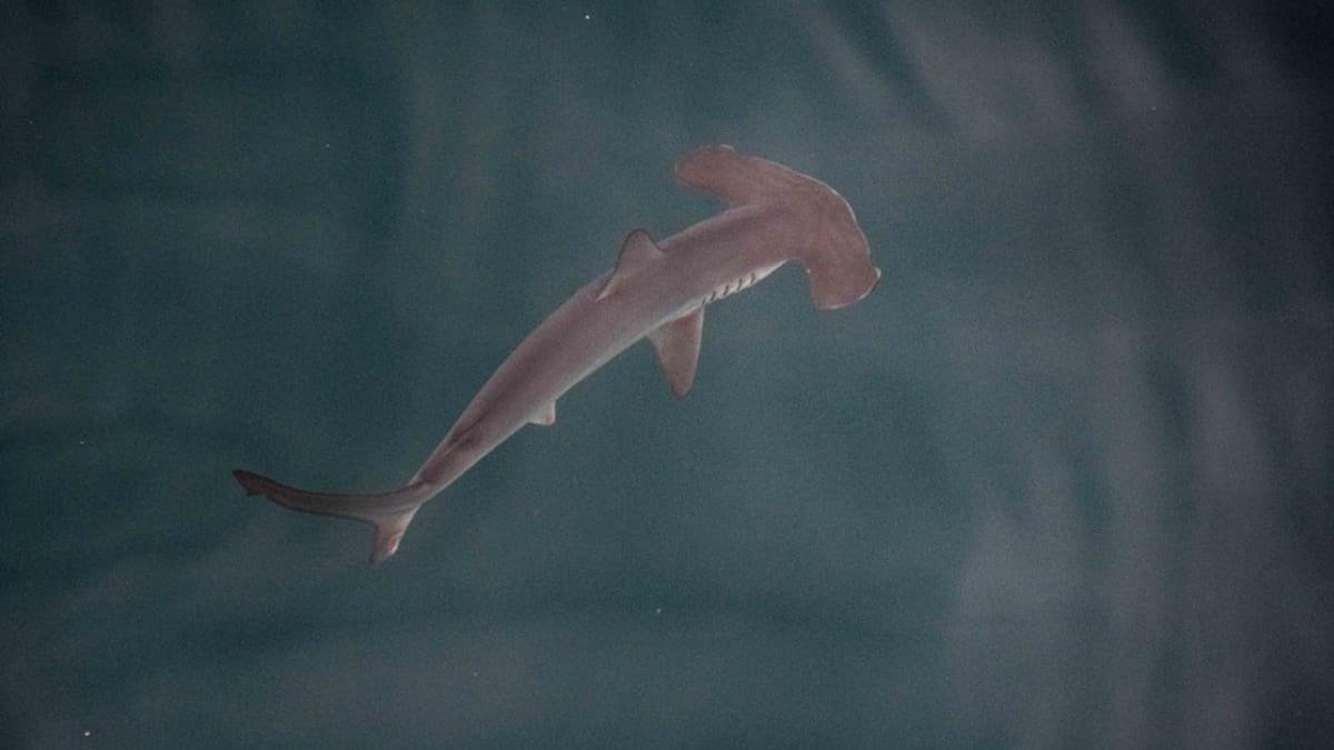 Posible "guardería" de tiburones martillo liso en las Galápagos. Foto: EFE