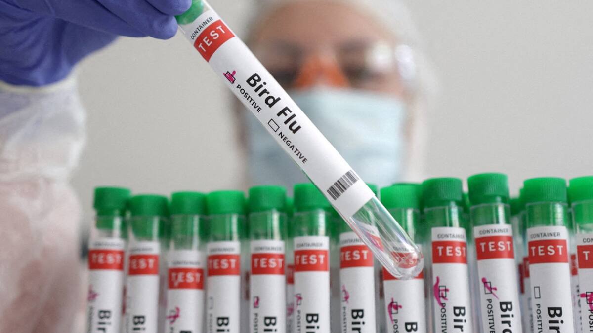 Positivo de gripe aviar. Foto: Reuters.