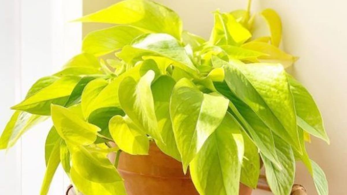 En qué lugar de la casa tenés que poner el potus para atraer buenas energías en septiembre, según el Feng Shui