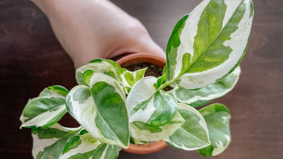 Cómo cuidar el potus N’Joy: guía completa de la planta ideal para ambientes pequeños y oficinas