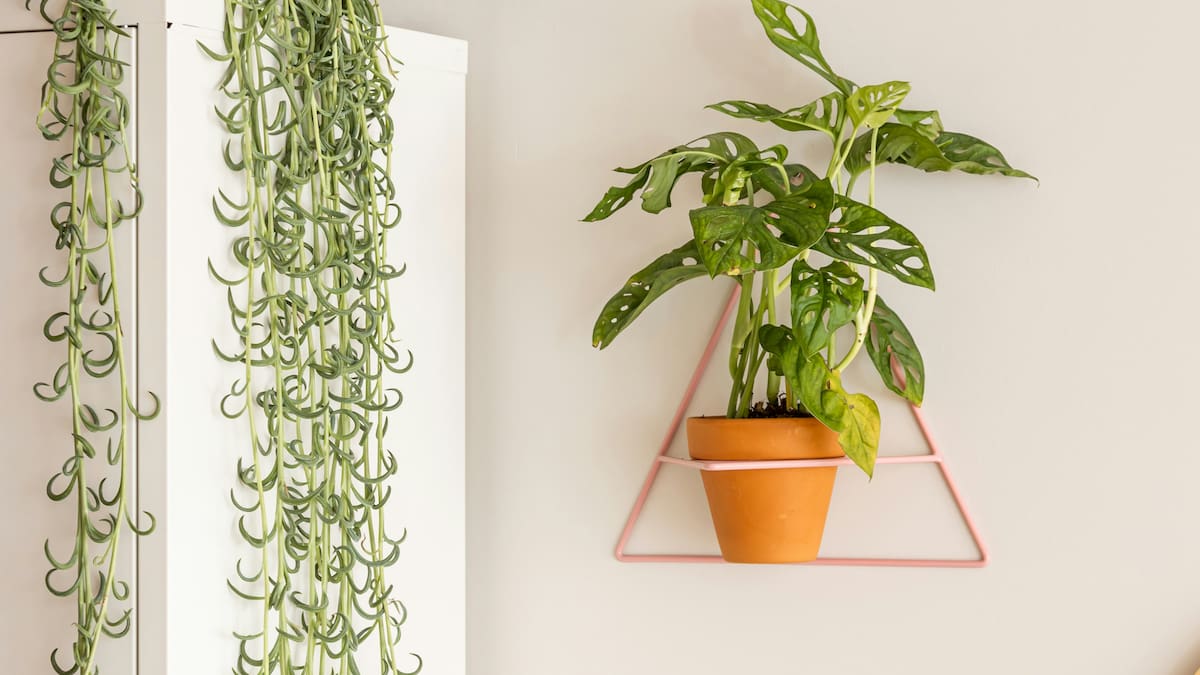 La planta que es furor para decorar interiores.