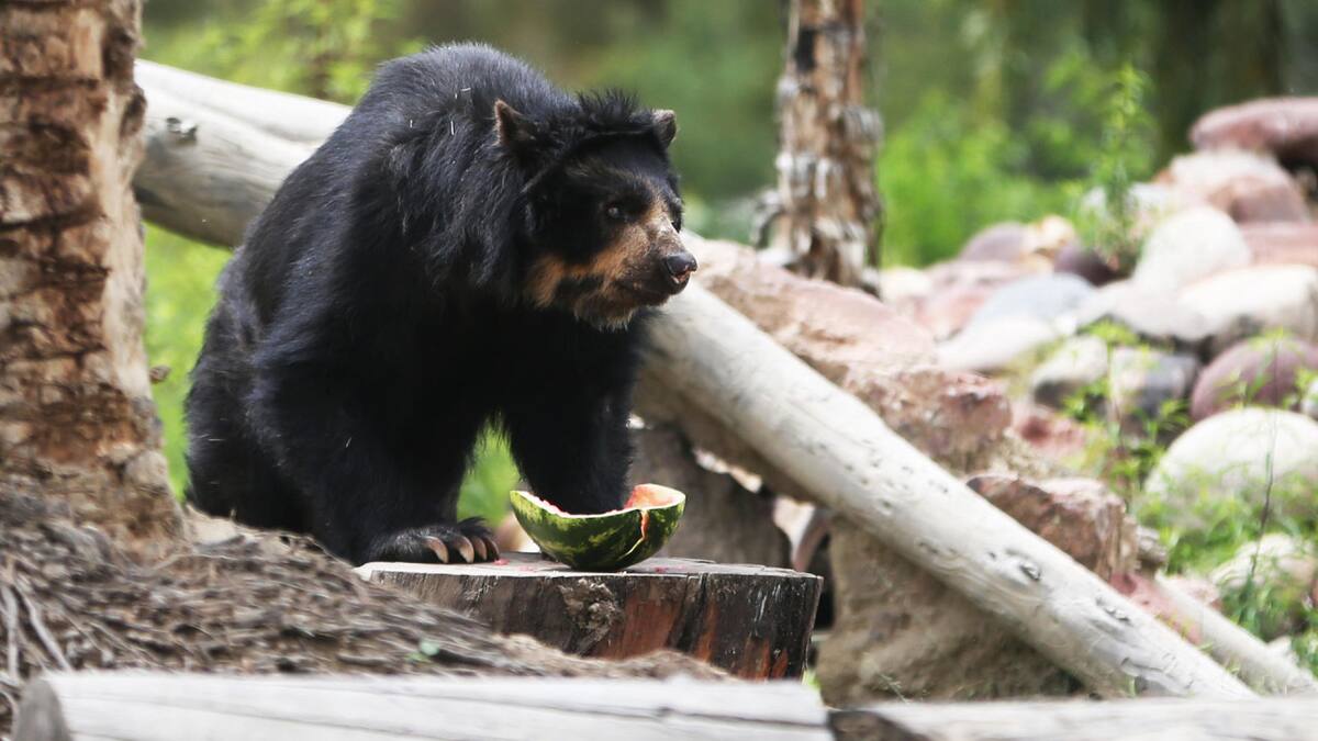 Preocupación por el oso andino en Bolivia. Foto: EFE