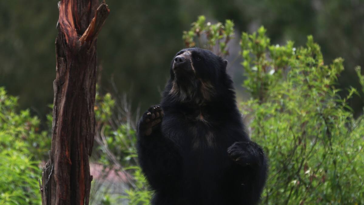 Preocupación por los osos andinos tras los incendios forestales en Perú. Foto: EFE.