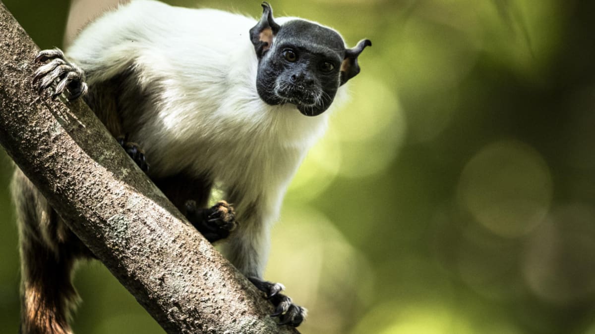 Primate. Foto: EFE.