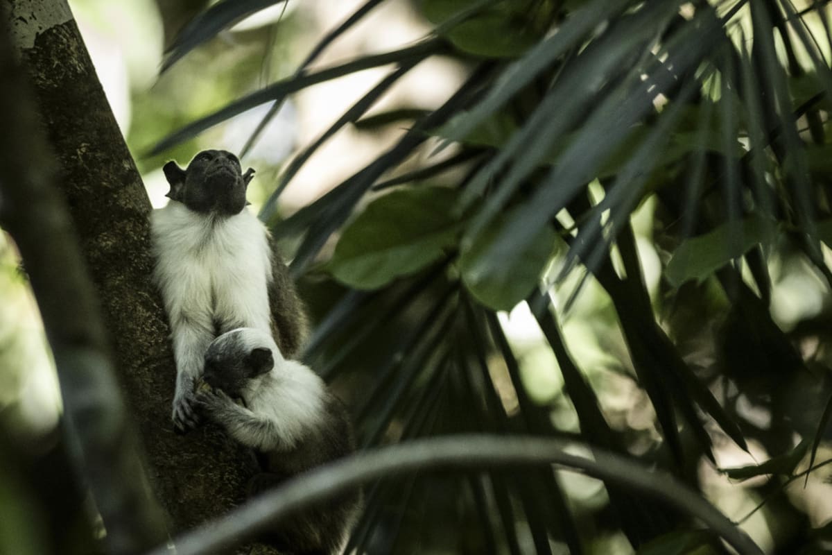 Primate. Foto: EFE.