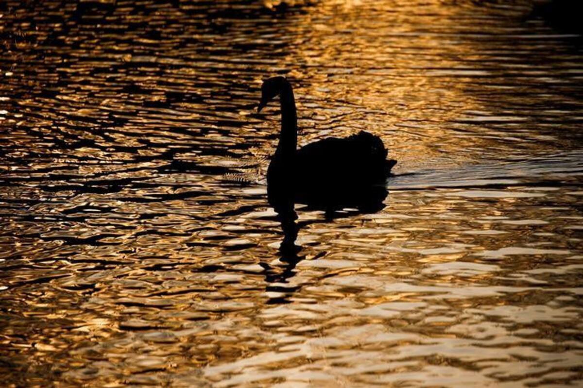 Primer caso de Gripe Aviar en Uruguay en un cisne de cuello negro. Foto: Reuters.