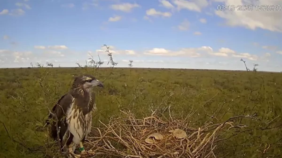 Emocionante: así fue el primer vuelo de Yupanqui, el pichón de águila que conmovió a todos en La Pampa