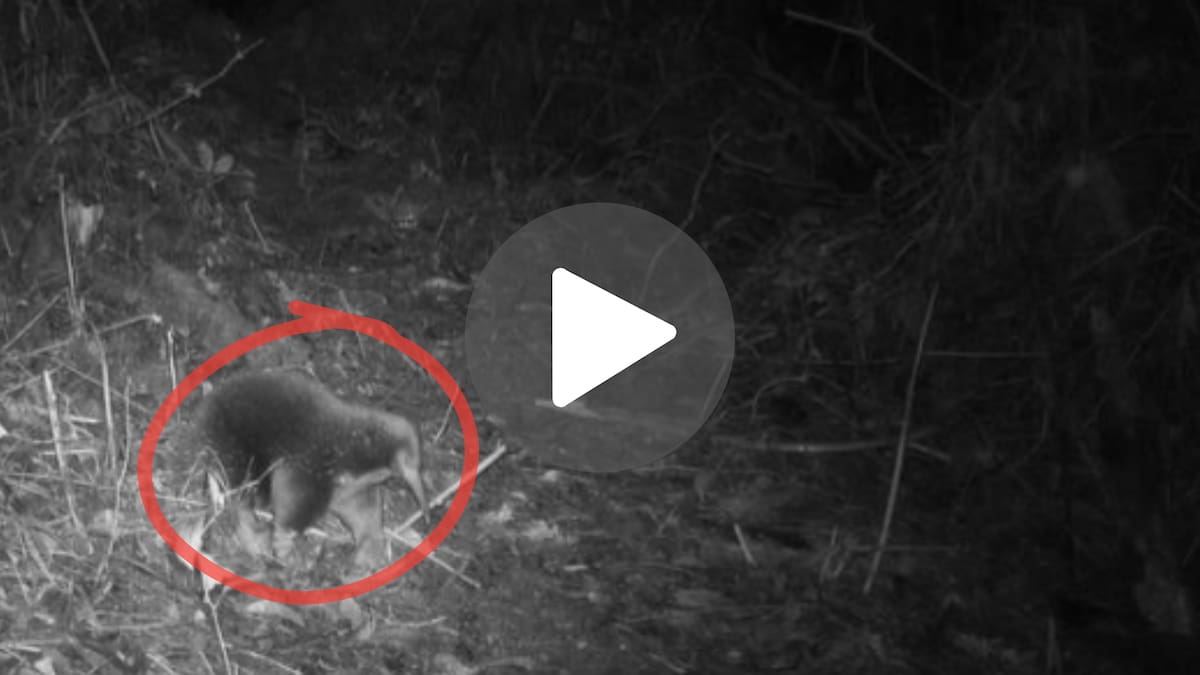 VIDEO: después de 62 años “perdido”, reapareció un extraño animal que la ciencia no veía desde 1961