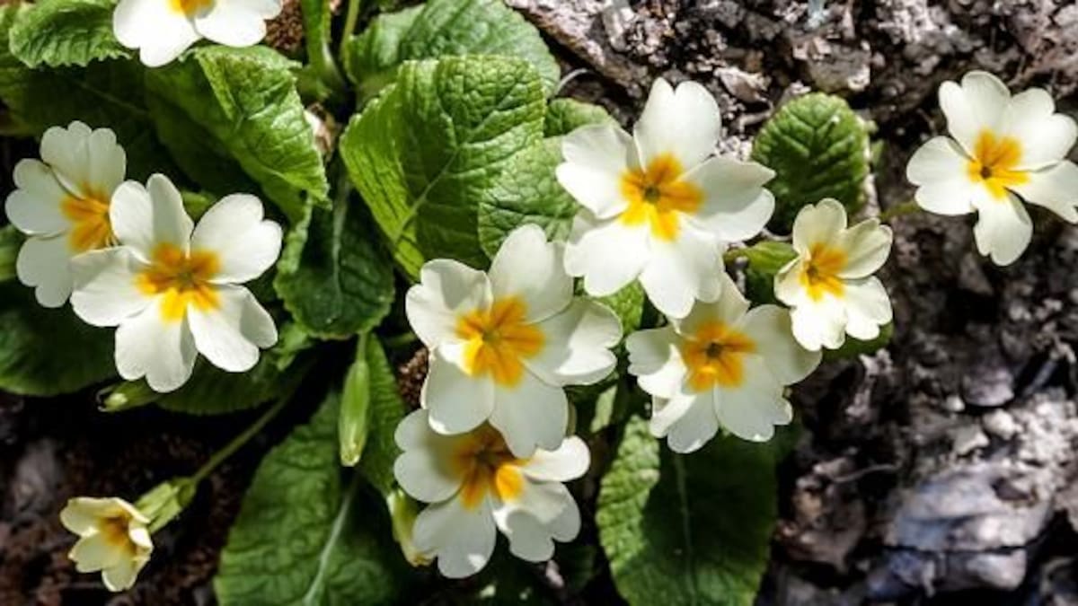 Guía rápida: cómo cuidar la prímula para mantener sus flores y que crezca sana durante la primavera