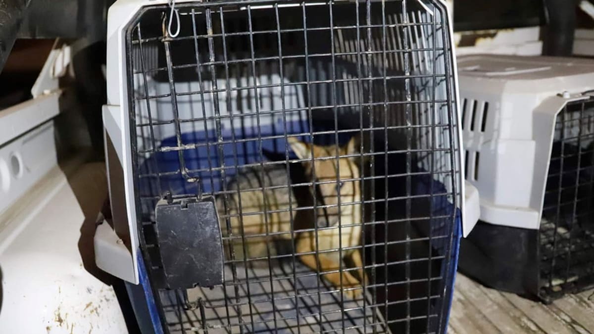 Desde un zorro a un caimán: los insólitos animales que tenía como mascotas una jubilada que terminó con una denuncia