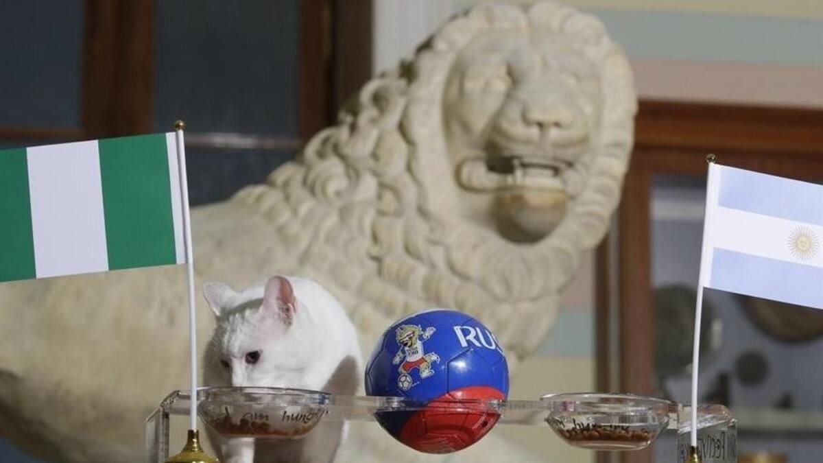 Pronóstico del gato Aquiles para Argentina - Nigeria