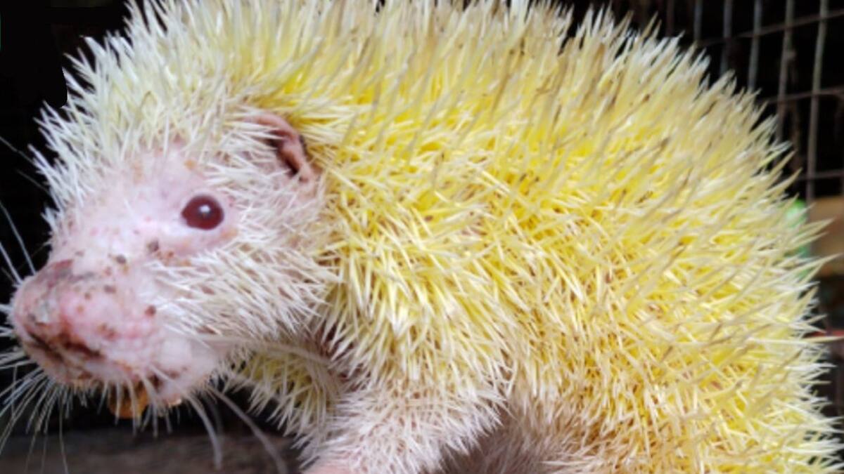 Por qué el descubrimiento del primer puercoespín quichua albino fue celebrado y llorado