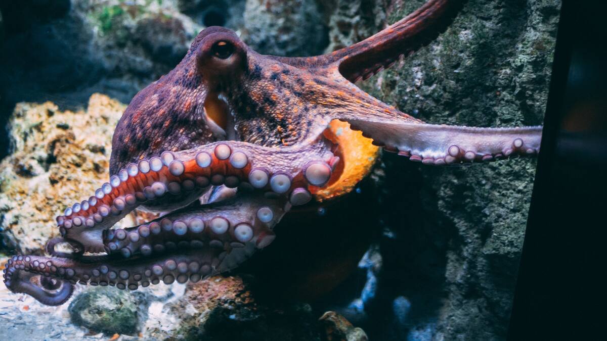 Pulpo. Foto: Unsplash