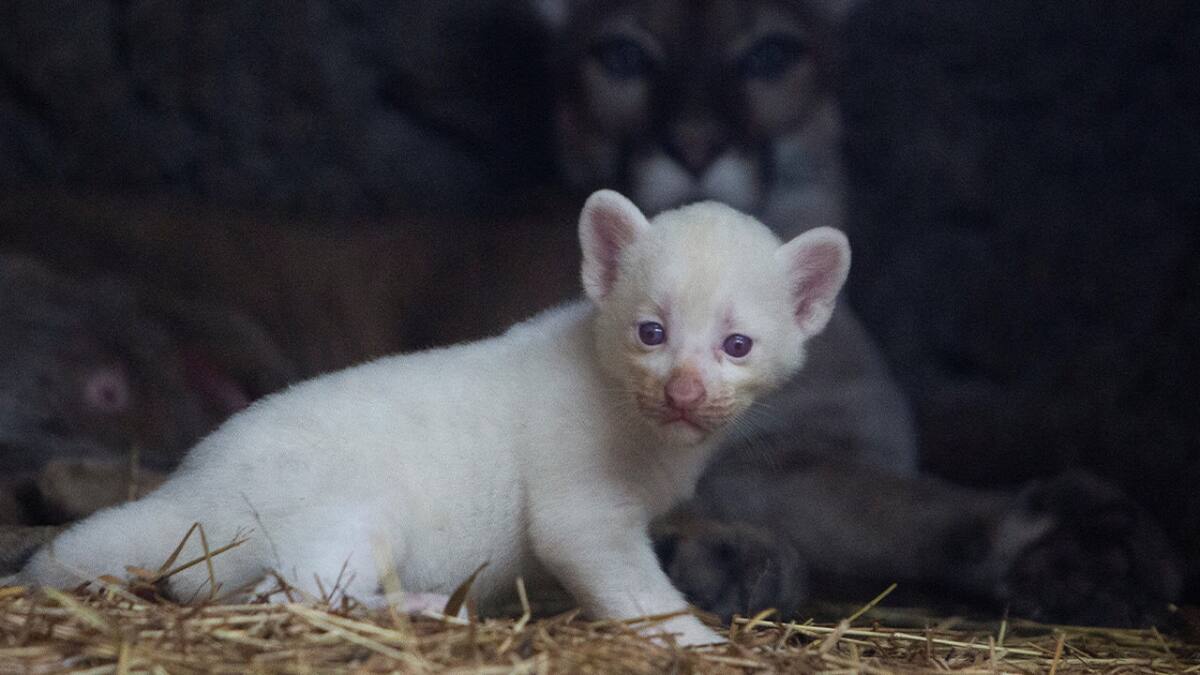 Puma albino. Foto: Twitter