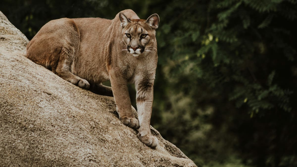 Puma andino. Foto: Unsplash.