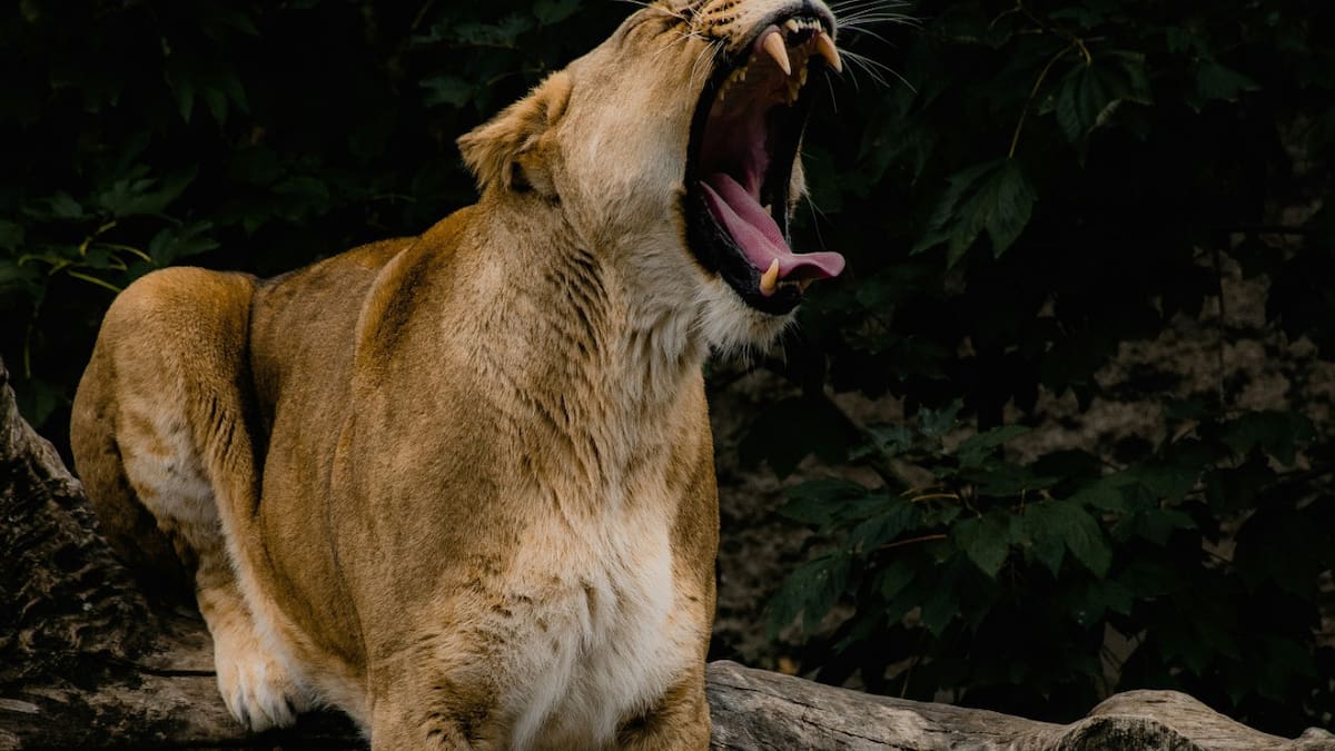 Los pumas atemorizan a los productores. Foto: Unsplash