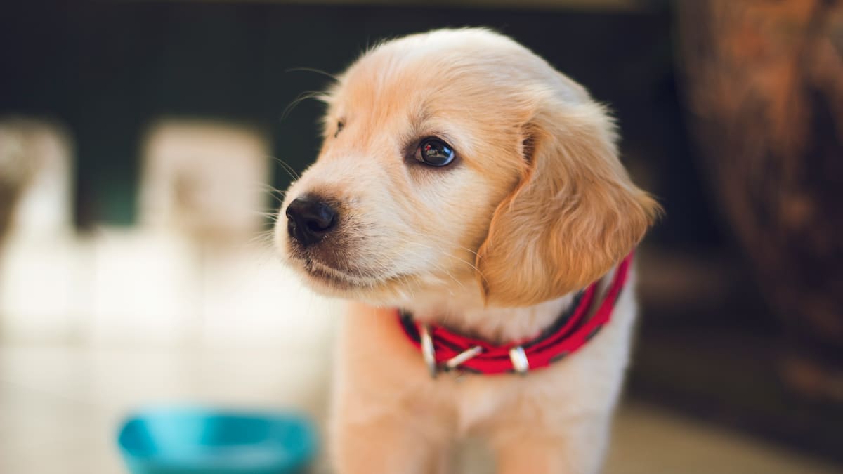 Como cuidar un perro cachorro