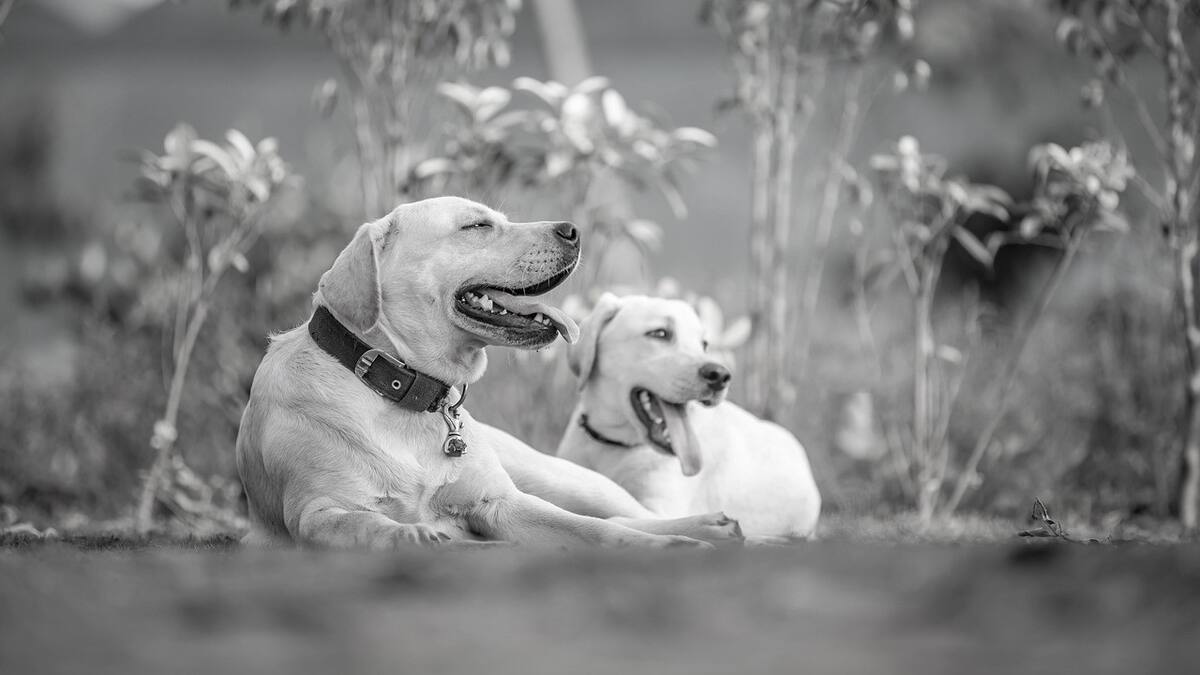 Qué colores ven los perros. Foto: Pixabay.