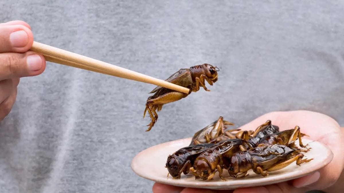 ¿Qué comerán los humanos en el futuro?, según la ONU. Foto: iStock