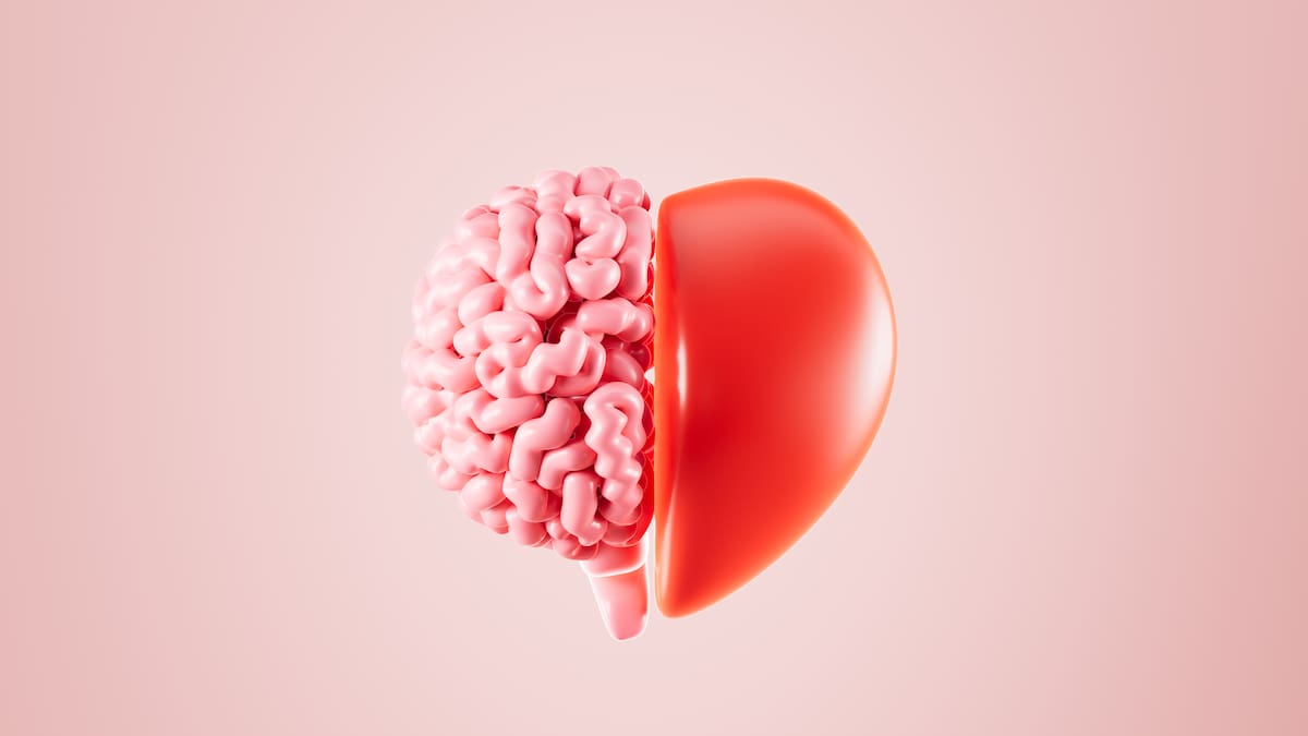 Conexión del corazón y el cerebro humanos, control del sentimiento y la emoción con el cerebro del pensamiento lógico, representación 3D.