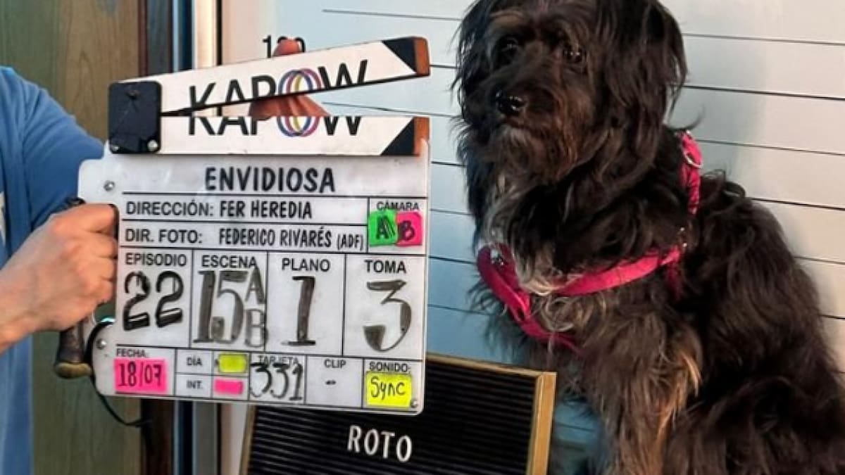 Quién es Uma, la perrita que trabaja como Roto en "Envidiosa". Foto: Instagram/ohmydogmag