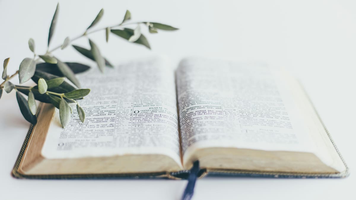 Rama de olivo para el Domingo de Ramos. Foto: Unsplash.