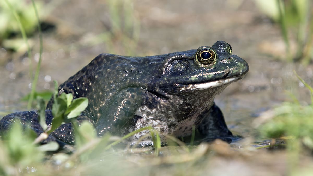 En los años 80, Argentina trajo ranas toro para producir carne: el negocio fracasó y hoy amenazan los ecosistemas nativos