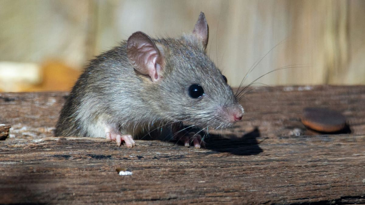 Las ratas transmiten la enfermedad.