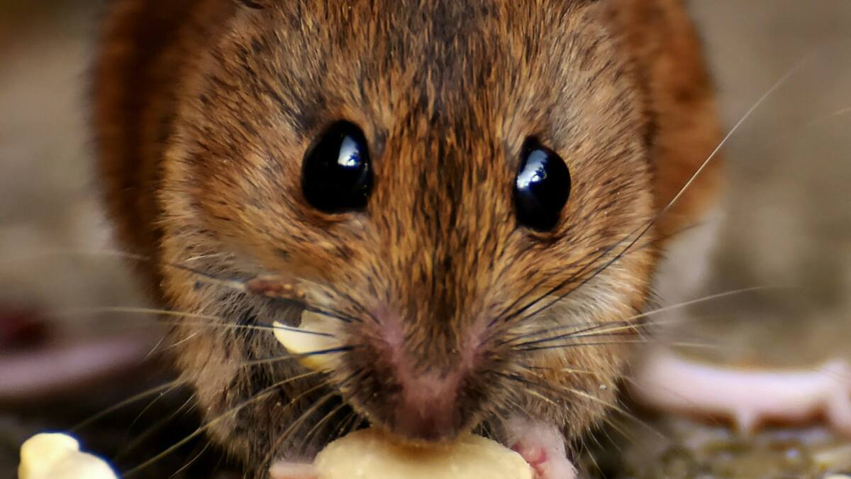 Rata. Foto: Unsplash.