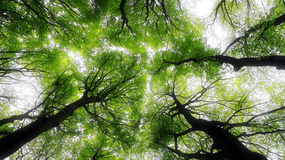 los bosques funcionan como sumideros de carbono. Fuente: Unsplash.