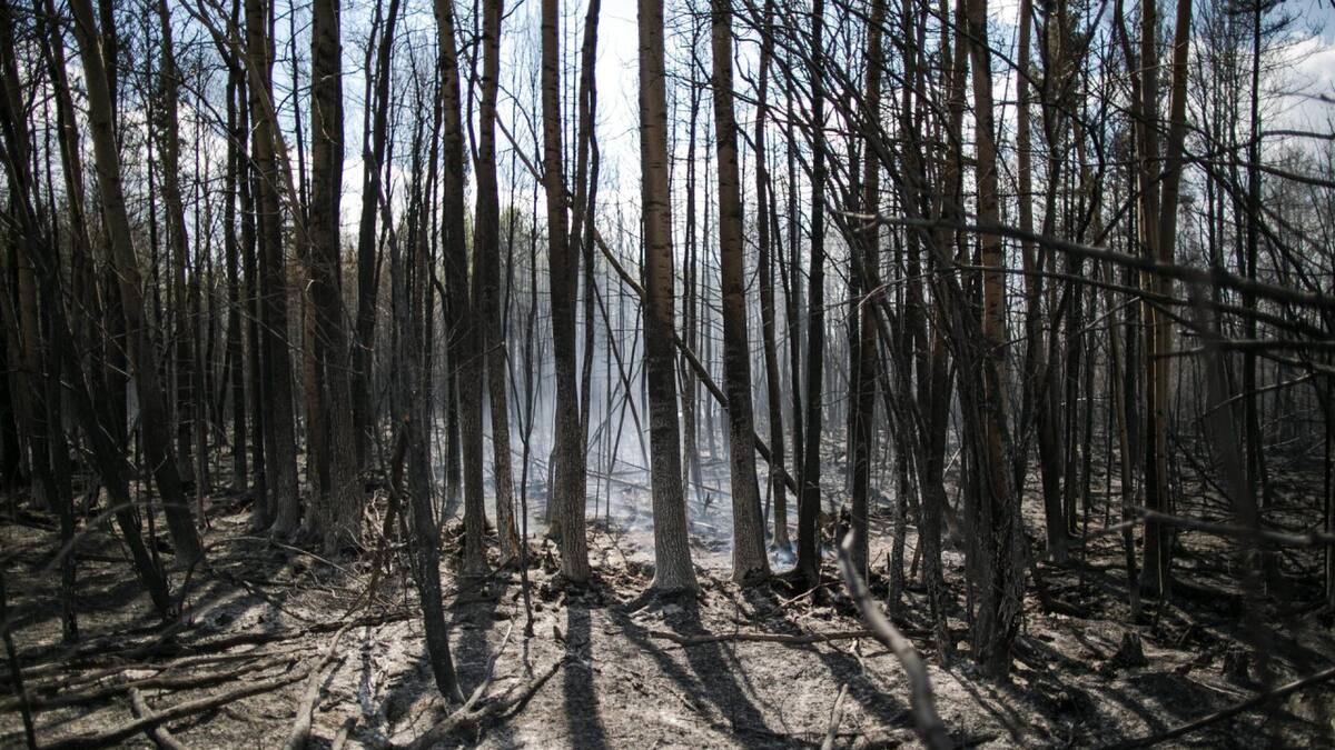 Récord de incendios forestales. Foto: EFE.