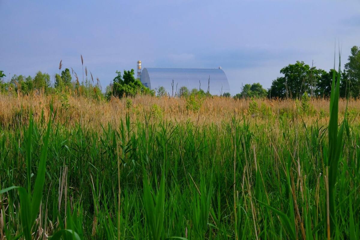 Recrean el accidente de Chernóbil para ver los efectos de la radiación en la biodiversidad. Foto: EFE.