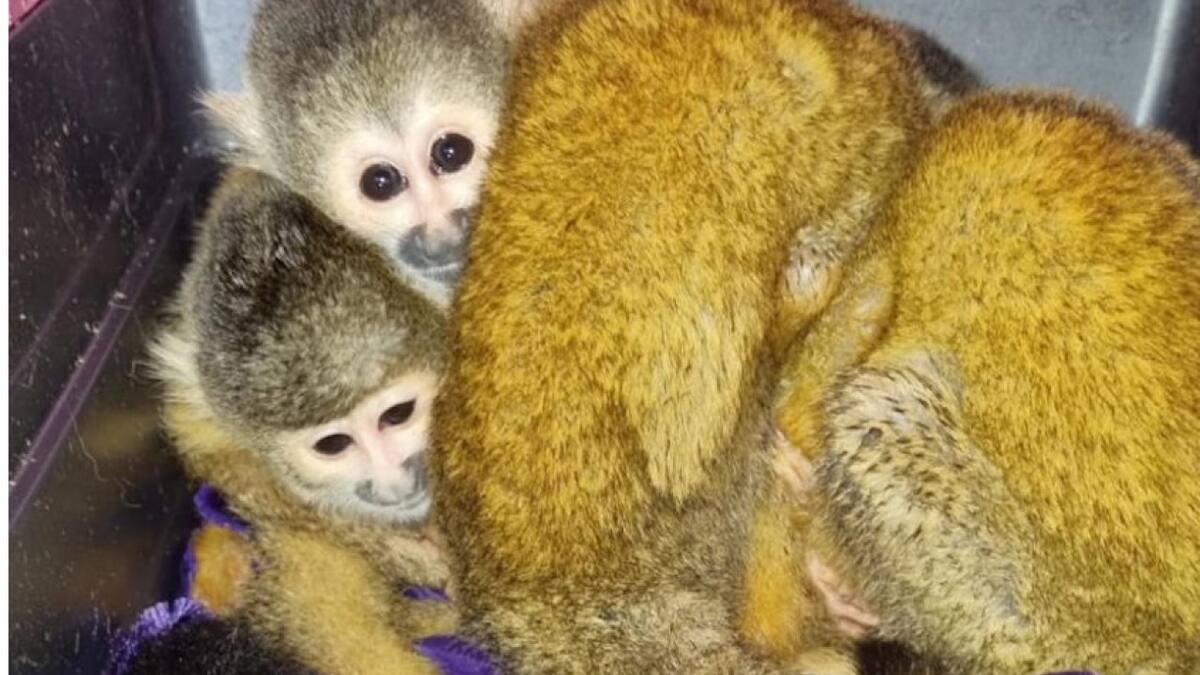 Recuperan 4 crias de mono titi en Formosa. Foto: Gobierno Nacional