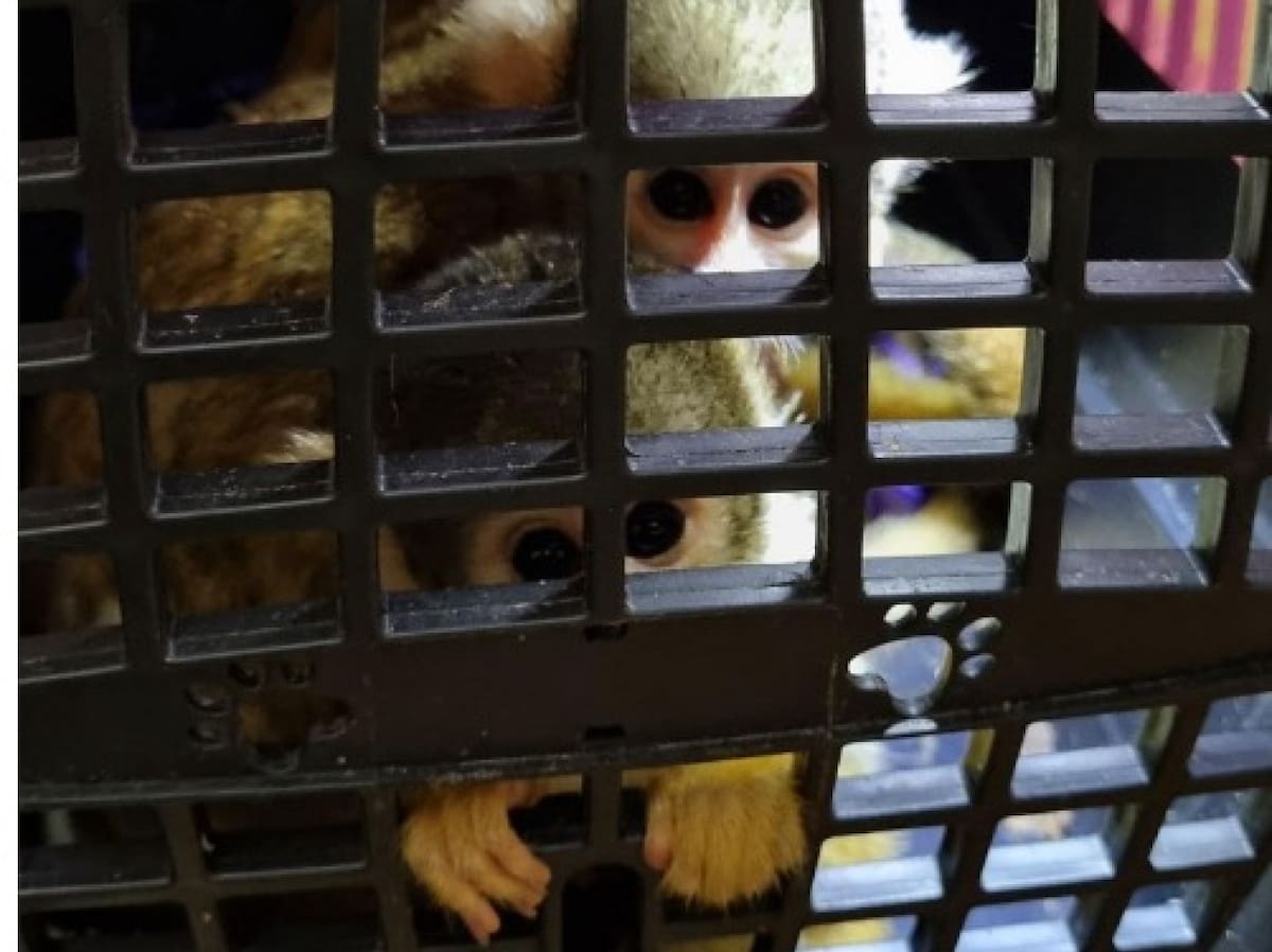 Recuperan 4 crias de mono titi en Formosa. Foto: Gobierno Nacional