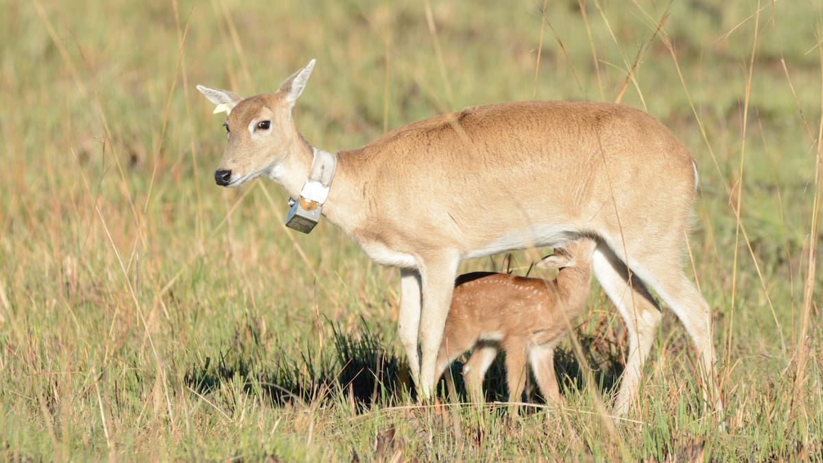 Refugio para el venado de las pampas. Foto: EFE.