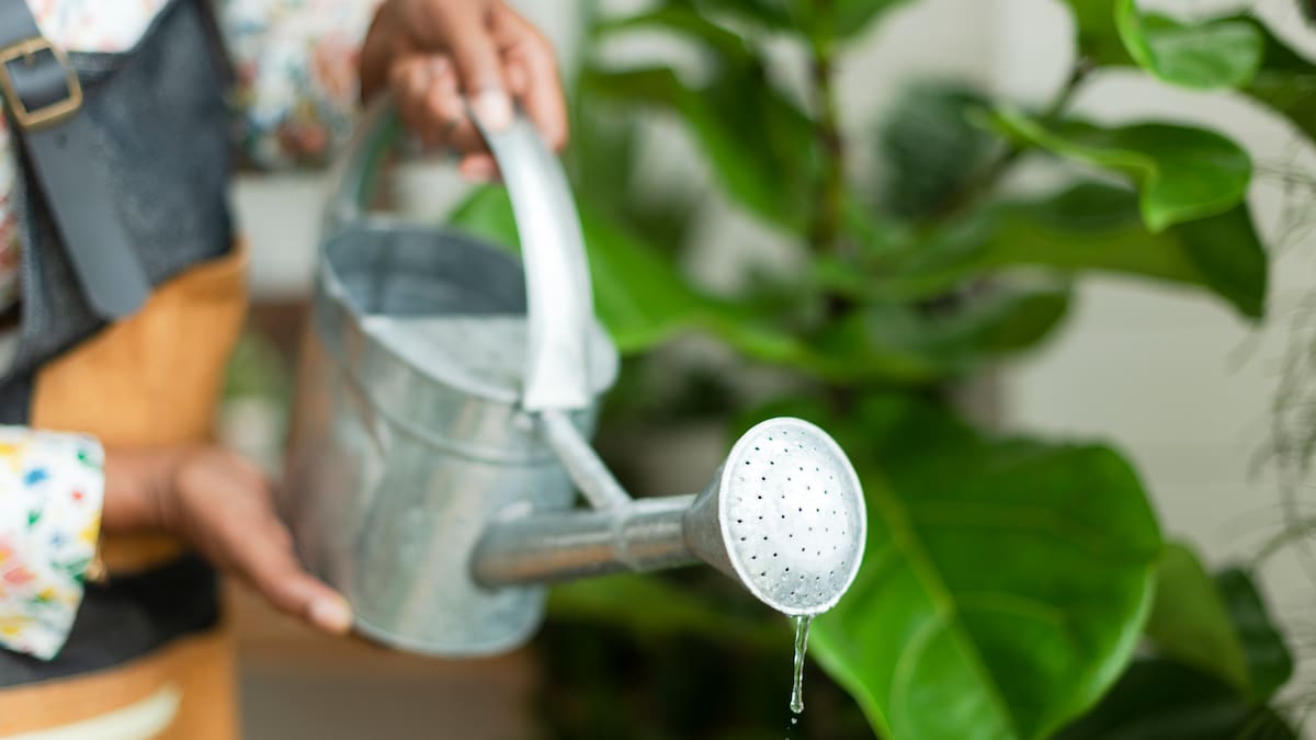 Alonso André, experto en plantas: “El exceso de riego y la deshidratación presentan los mismos síntomas, sacá la planta de la maceta y revisá esto”