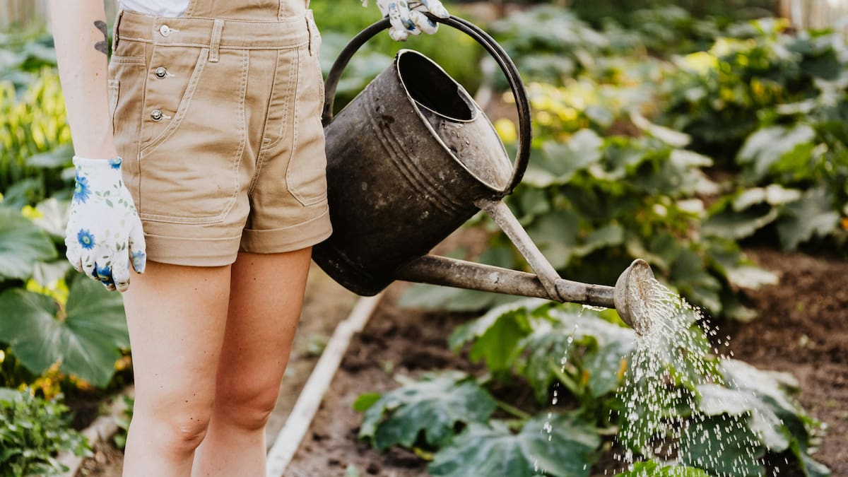 Regar las plantas