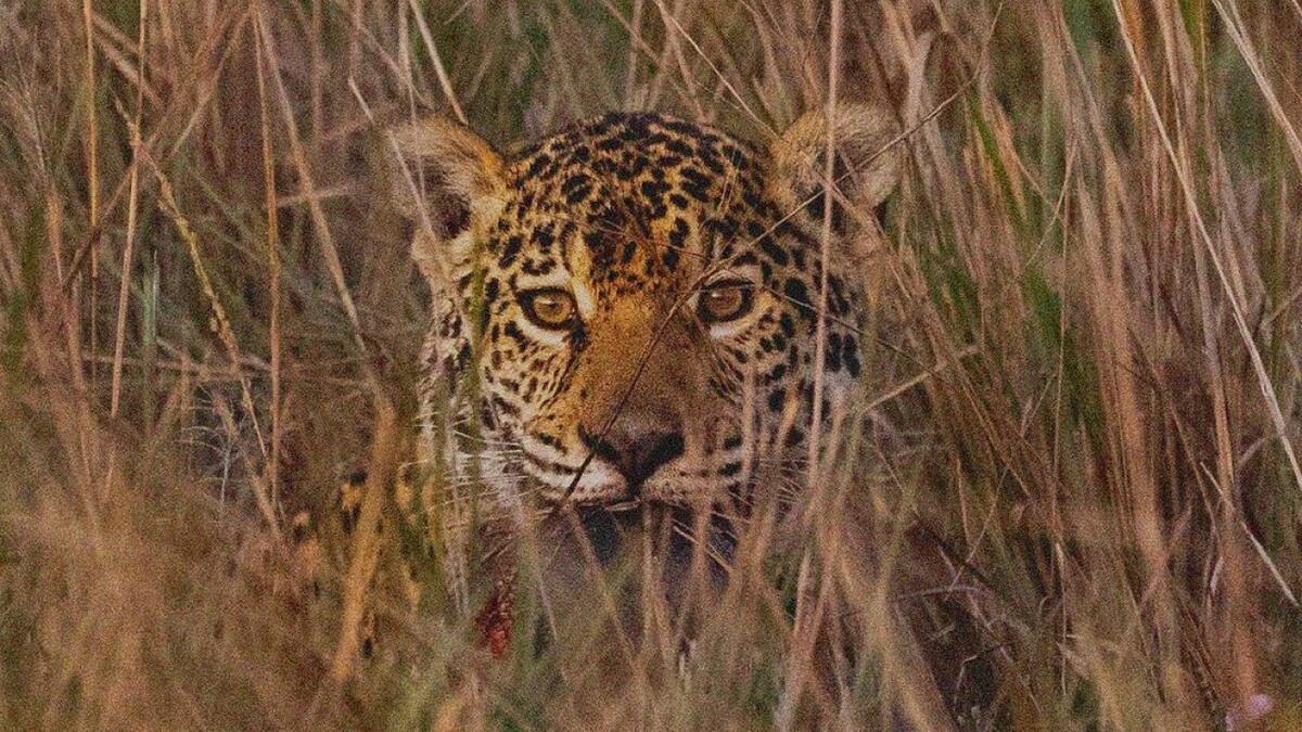 Registran un nuevo yaguareté en en Parques Iberá. Foto Instagram.