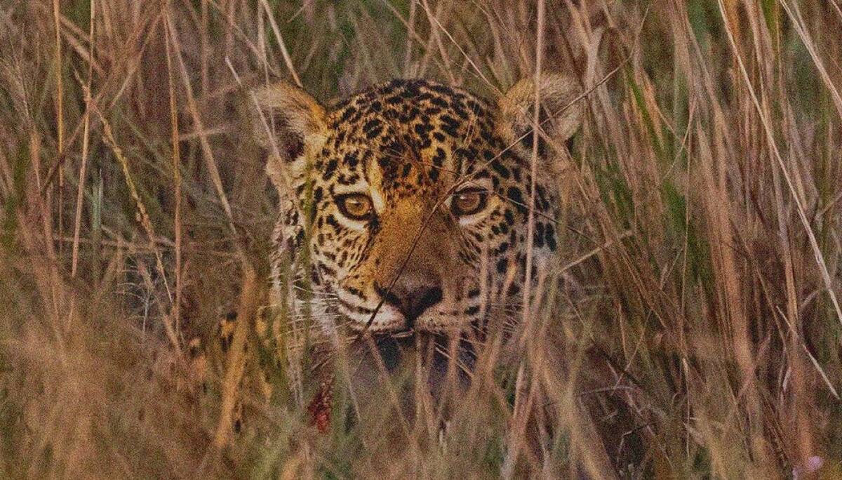 Registran un nuevo yaguareté en en Parques Iberá. Foto Instagram.