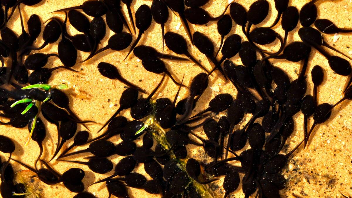 Renacuajo. Foto: Unsplash