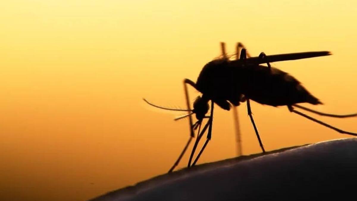 Un nuevo método contra la invasión de mosquitos. Foto NA.