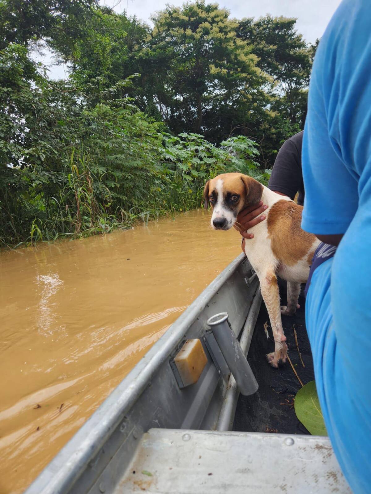 Rescataron animales de las inundaciones en Bolivia. Foto: EFE.