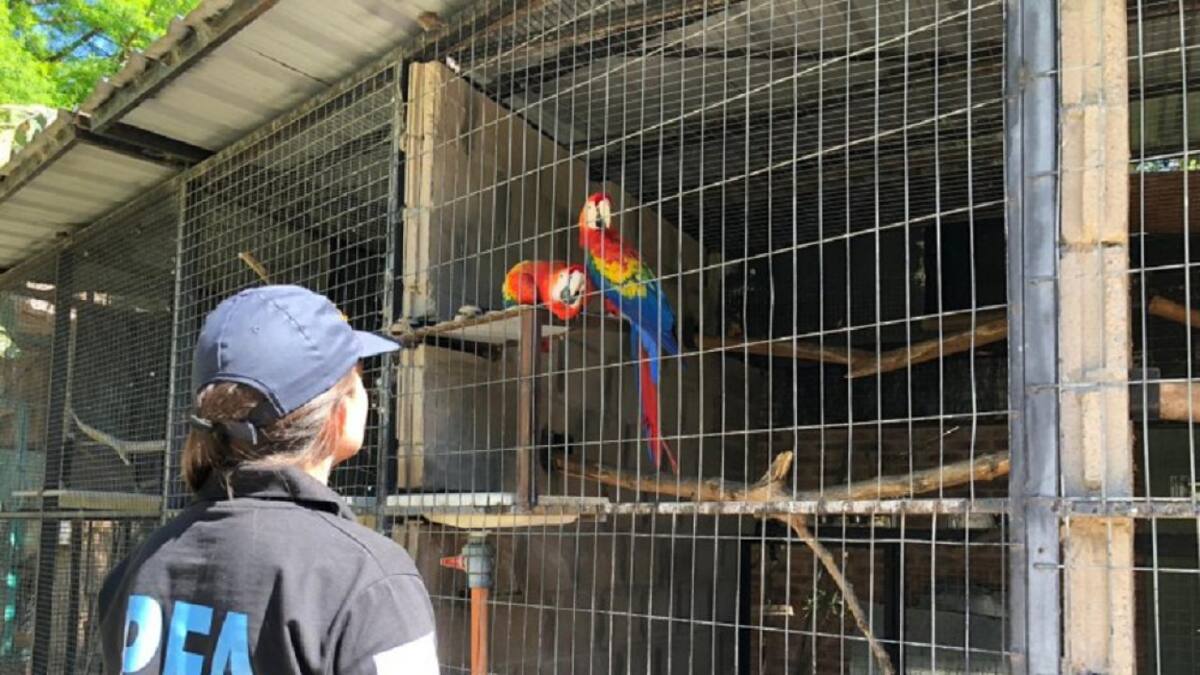 Rescataron del comercio ilegal a aves exóticas en extinción. Foto: NA.